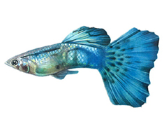 グッピーの飼い方 熱帯魚 飼育方法 アクアリウム用品 グッピーの種類 特長