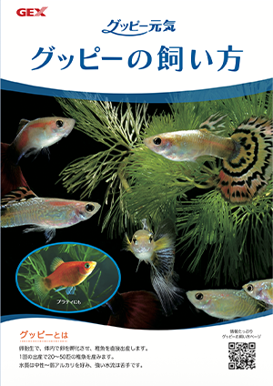グッピー元気　グッピーの飼い方
