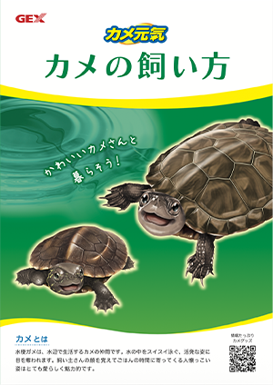 カメ元気　カメの飼い方