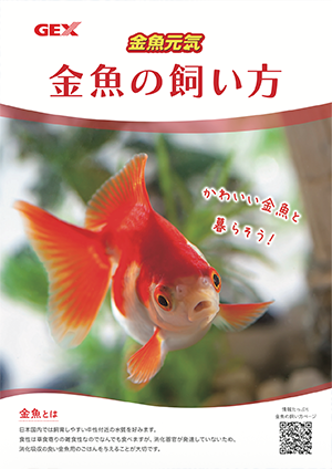 金魚元気　金魚の飼い方