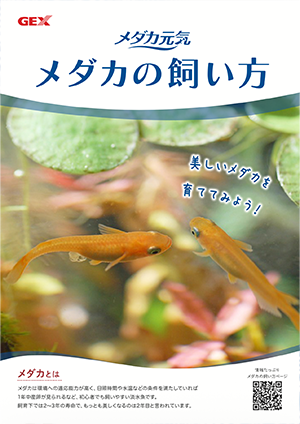 メダカ元気　メダカの飼い方