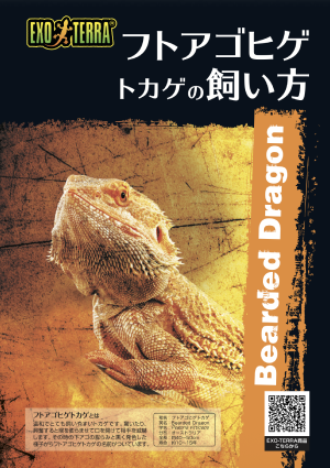 フトアゴヒゲトカゲの飼い方