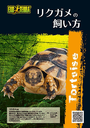 リクガメの飼い方