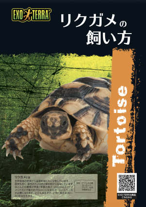 リクガメの飼い方
