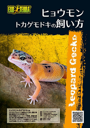 ヒョウモントカゲモドキの飼い方
