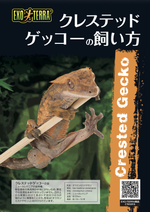クレステッドゲッコーの飼い方
