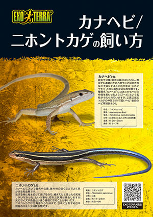 カナヘビとニホントカゲの飼い方