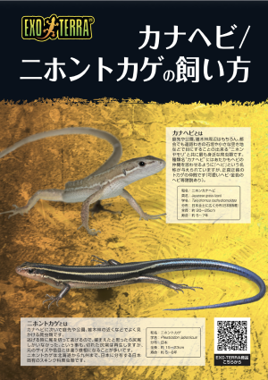 カナヘビとニホントカゲの飼い方