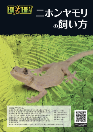 ニホンヤモリの飼い方