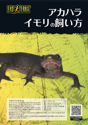 アカハライモリの飼い方