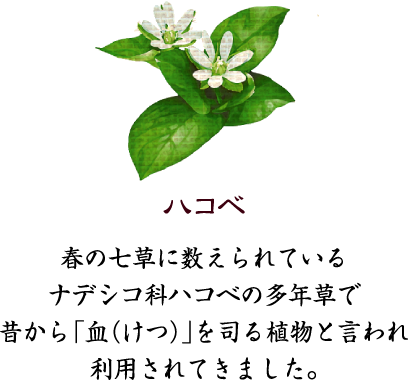 ハコベ　春の七草に数えられているナデシコ科ハコベの多年草で昔から「血（けつ）」を司る植物と言われ利用されてきました。