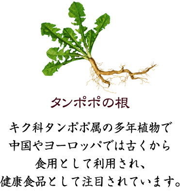 タンポポの根　キク科タンポポ属の多年植物で中国やヨーロッパでは古くから食用として利用され、健康食品として注目されています。