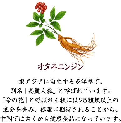 オタネニンジン　東アジアに自生する多年草で、別名「高麗人参」と呼ばれています。「命の花」と呼ばれる根には25種類以上の成分を含み、健康に期待されることから、中国では古くから健康食品になっています。