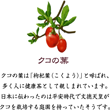 クコの葉　クコの葉は「枸杞葉（こくよう）」と呼ばれ、多く人に健康茶として親しまれています。日本に伝わったのは平安時代で文徳天皇がクコを栽培する庭園を持っていたそうです。