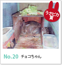 No.20 チョコちゃん