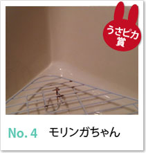 No.4　モリンガちゃん